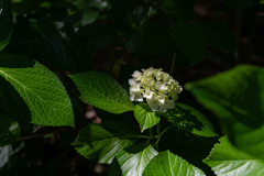 清澄庭園　あじさいと葉に写る影