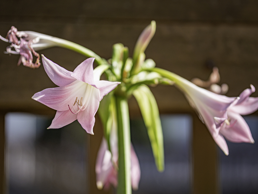 SIGMA 56mm F1.4 DC DN ⑩