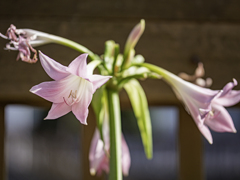 SIGMA 56mm F1.4 DC DN ⑩