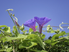 SIGMA 56mm F1.4 DC DN 36