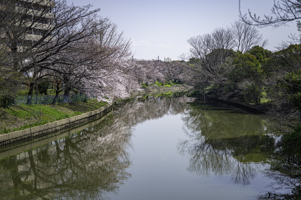 桜