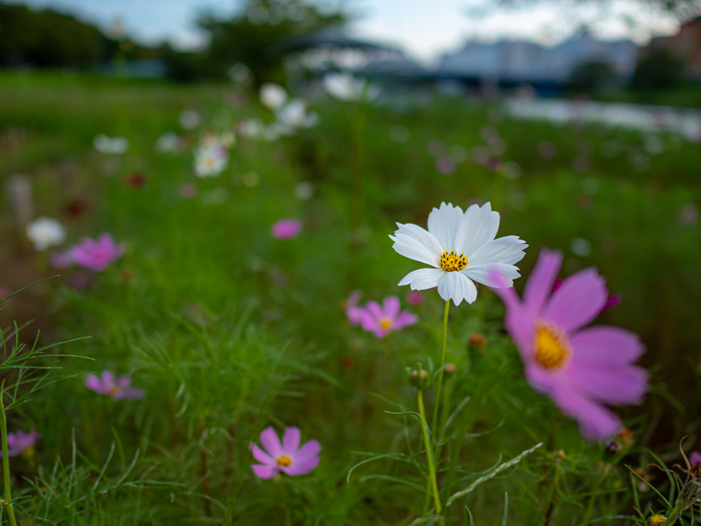 広角単焦点　夏の終わり⑧
