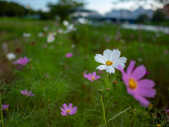 広角単焦点　夏の終わり⑧