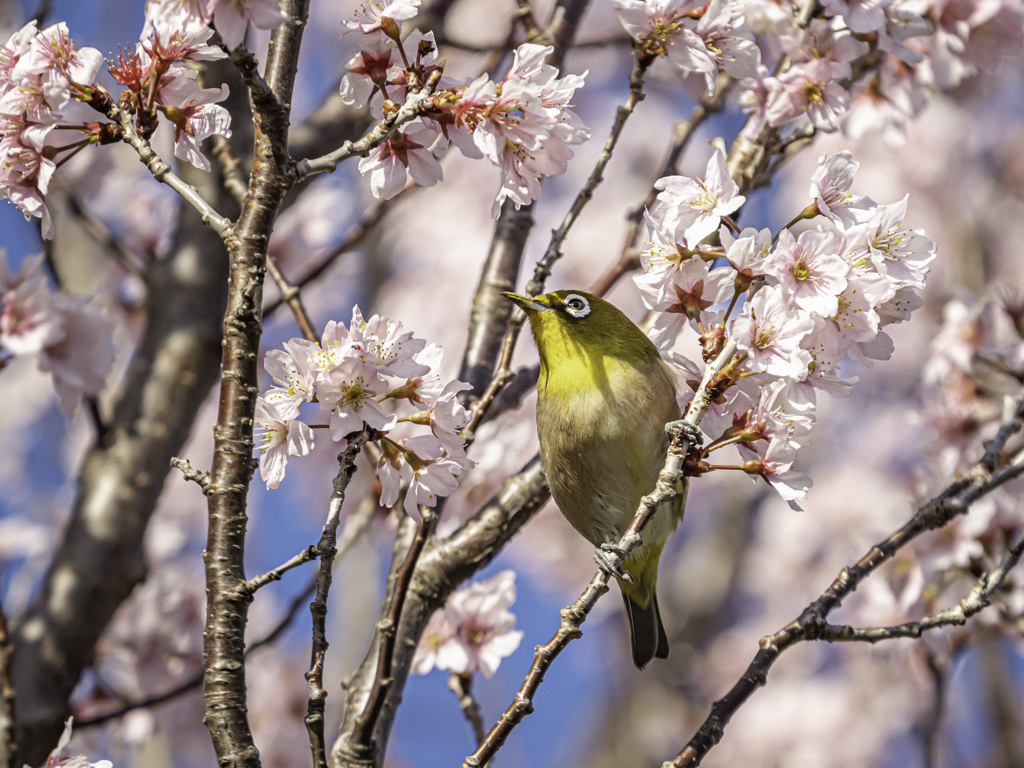 メジロと桜