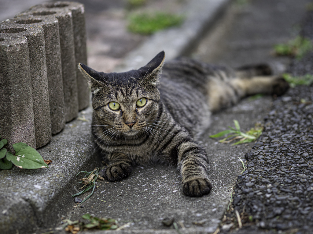 SIGMA 56mm F1.4 DC DN 27