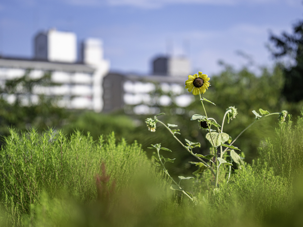 SIGMA 56mm F1.4 DC DN 32