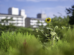 SIGMA 56mm F1.4 DC DN 32