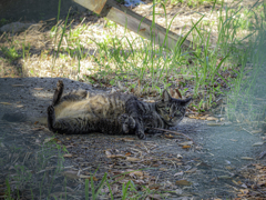 SIGMA 56mm F1.4 DC DN 34