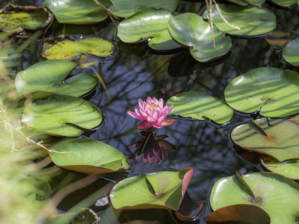 SIGMA 56mm F1.4 DC DN 39