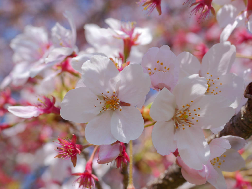 GH6+LUMIX G MACRO 30mm/F2.8②