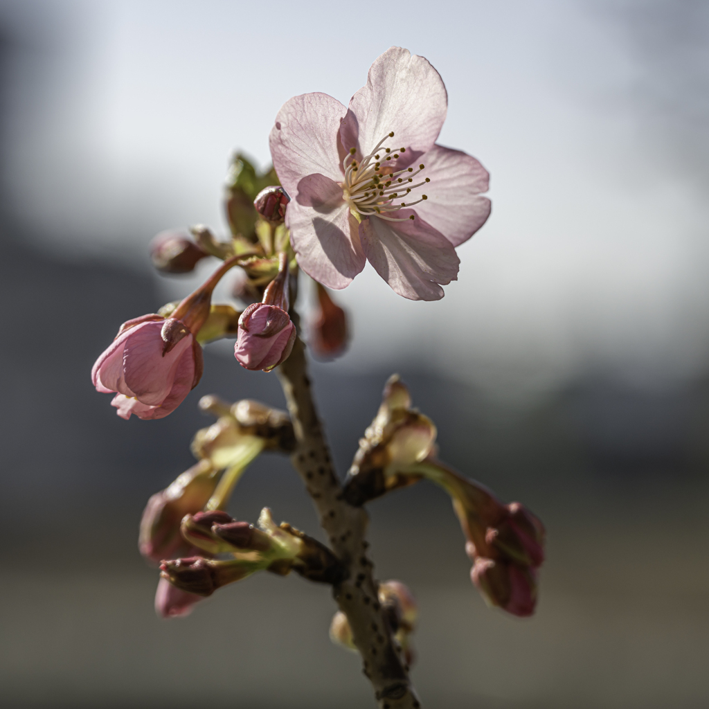 河津桜