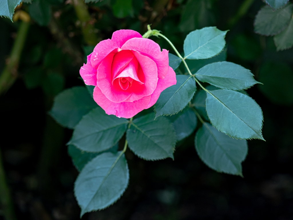 花 + GH6 ③