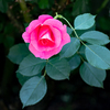 花 + GH6 ③