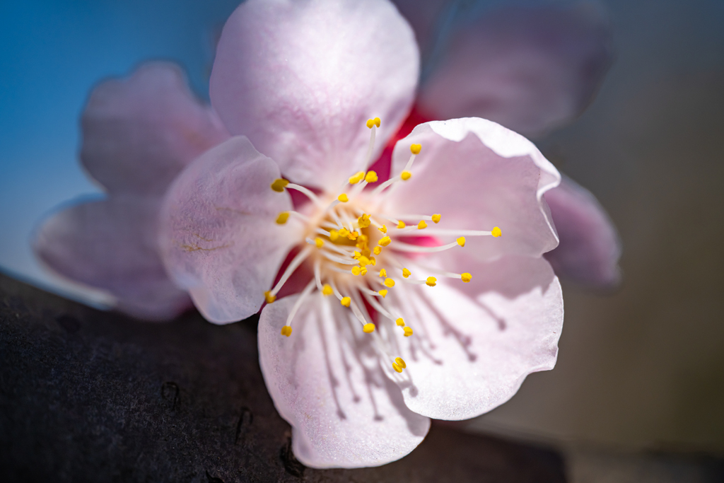 LAOWA Mini 85mm F5.6 2X Ultra Macro ⑤