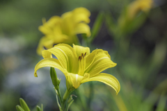 睦月の花③