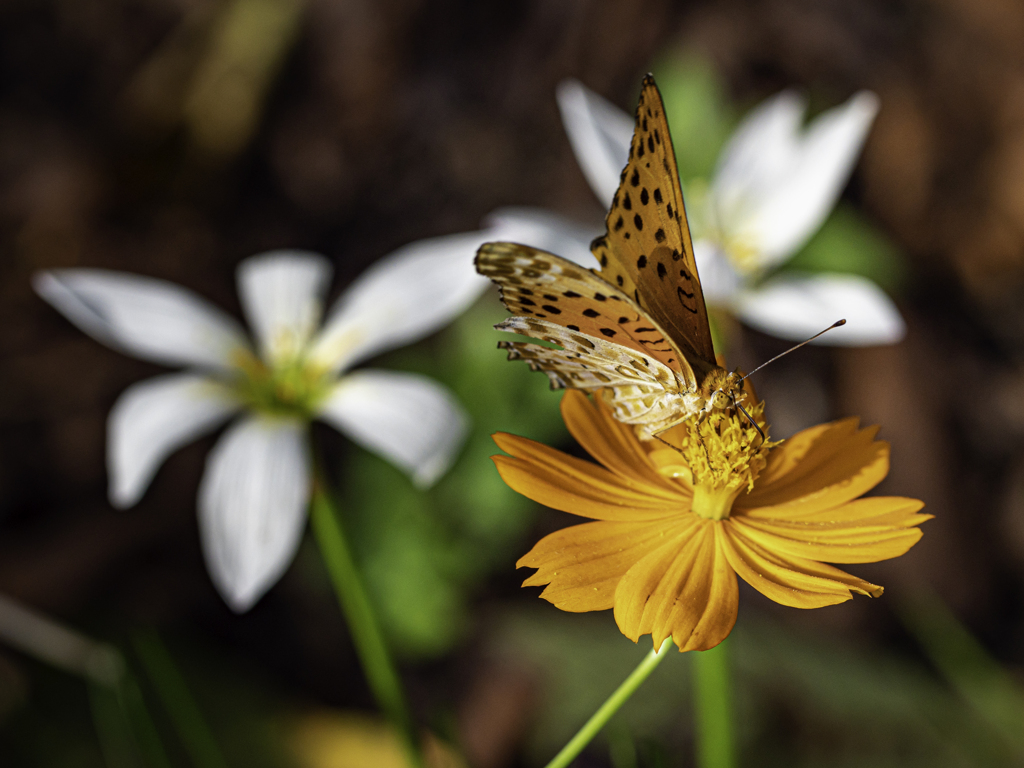 SIGMA 56mm F1.4 DC DN 56