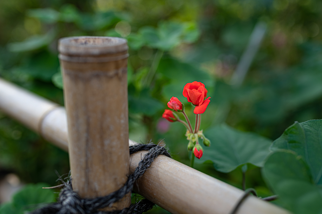 秋の花　③