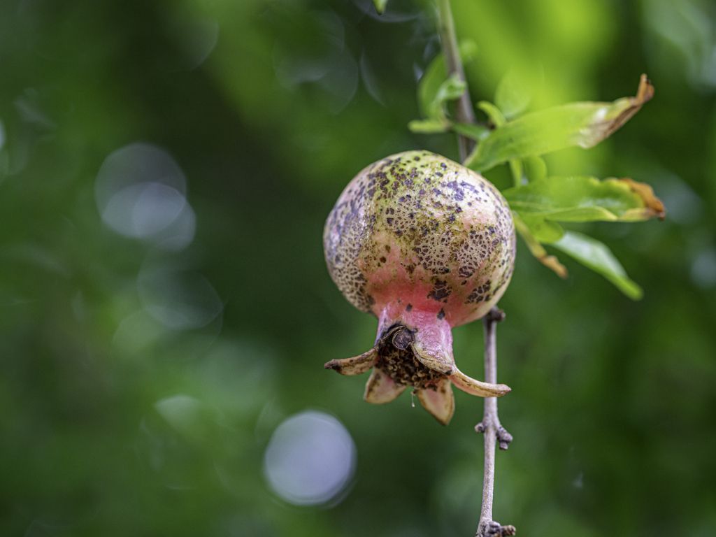 SIGMA 56mm F1.4 DC DN 24