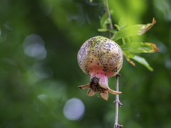 SIGMA 56mm F1.4 DC DN 24