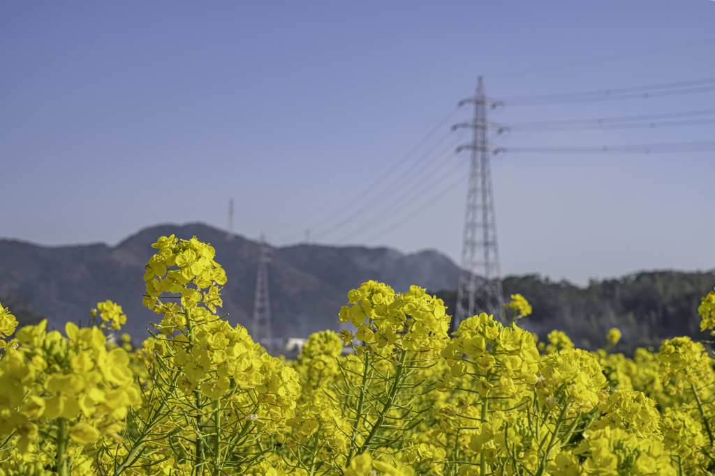 菜の花