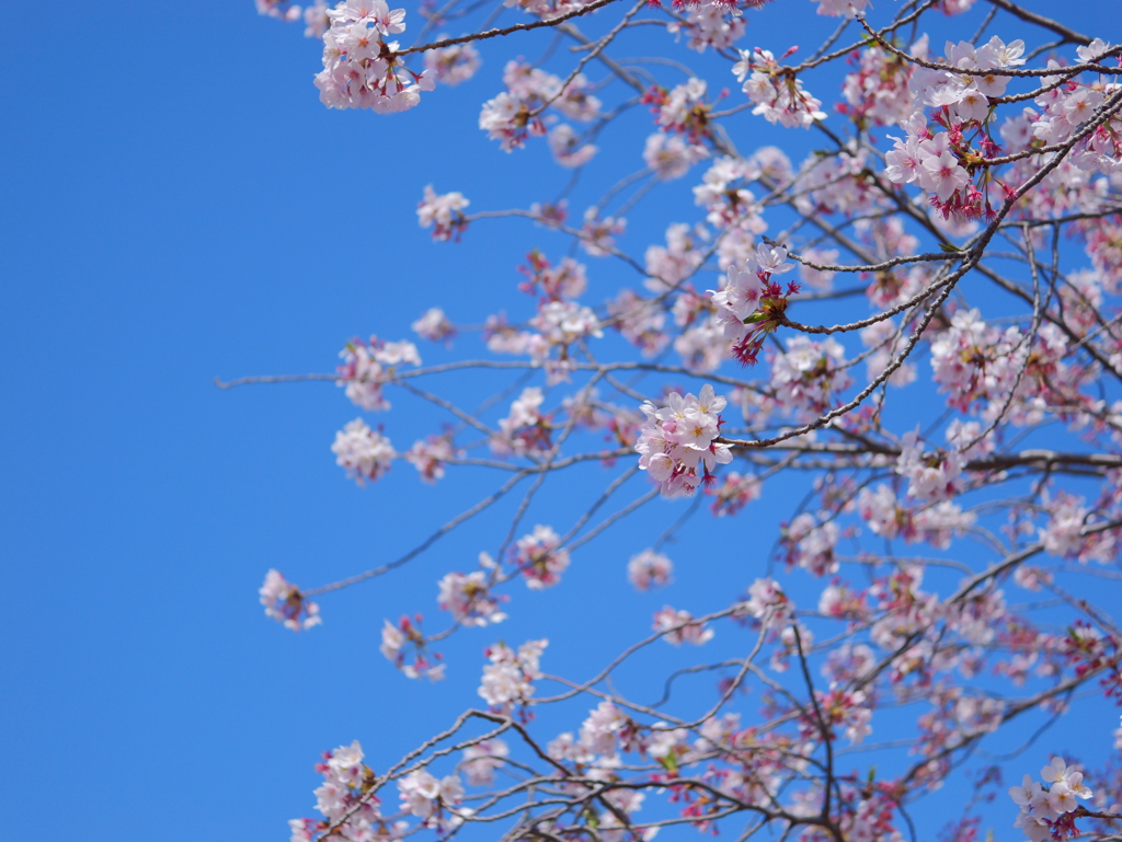 GH6+LUMIX G MACRO 30mm/F2.8⑧