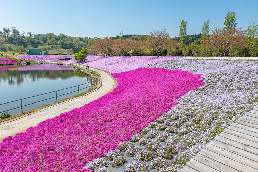 S5 MarkⅡ + 20-60mm With 東京ドイツ村③