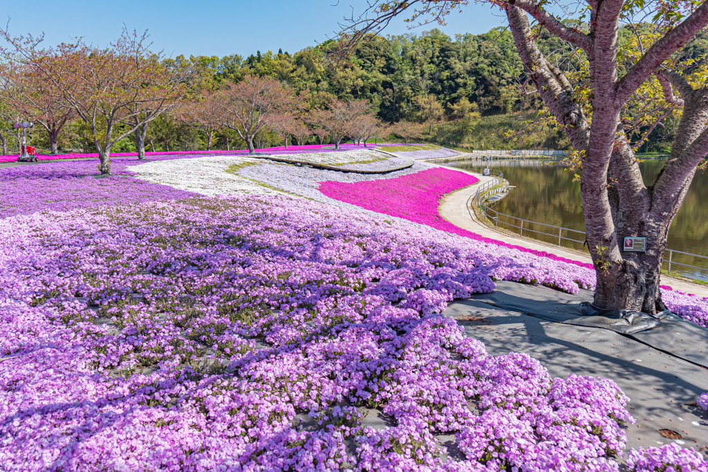 S5 MarkⅡ + 20-60mm With 東京ドイツ村①