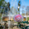 秋の薔薇　③