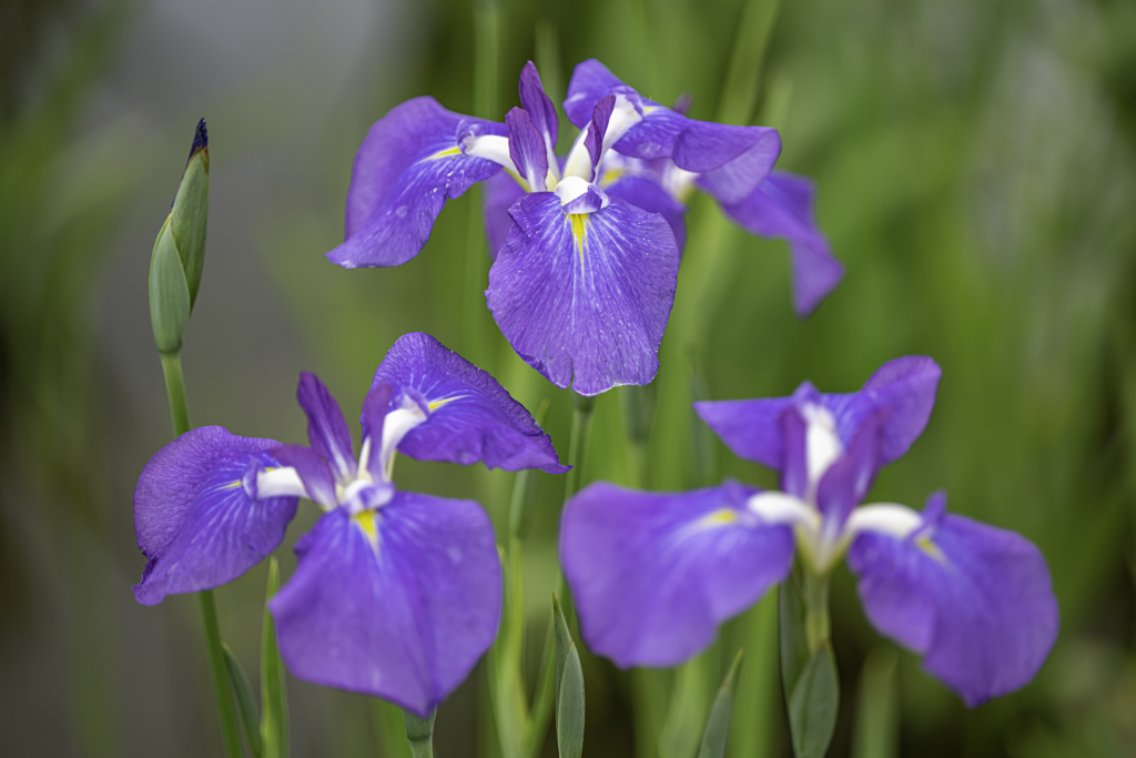 菖蒲