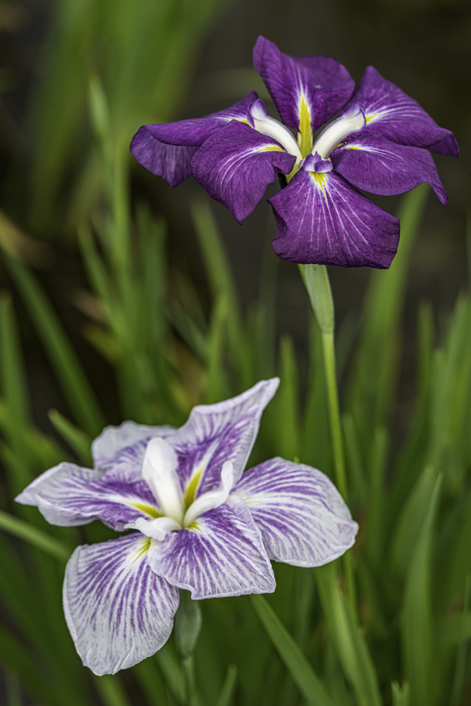 菖蒲