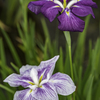 菖蒲