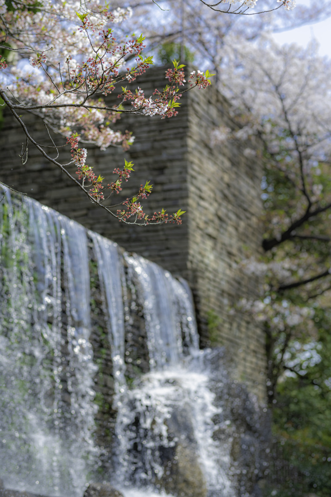 シグマ 85mm F1.4 DG HSM 作例⑭