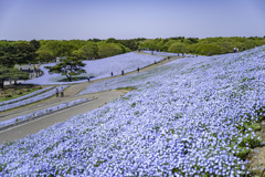 ひたち海浜公園⑨