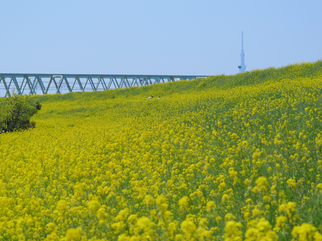 GH6 + LUMIX G X VARIO PZ 45-175mm⑥