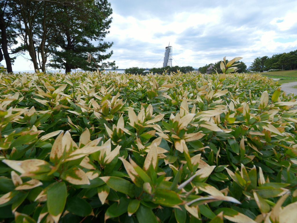 GH6+LEICA DG VARIO-ELMARIT 8-18mm⑥