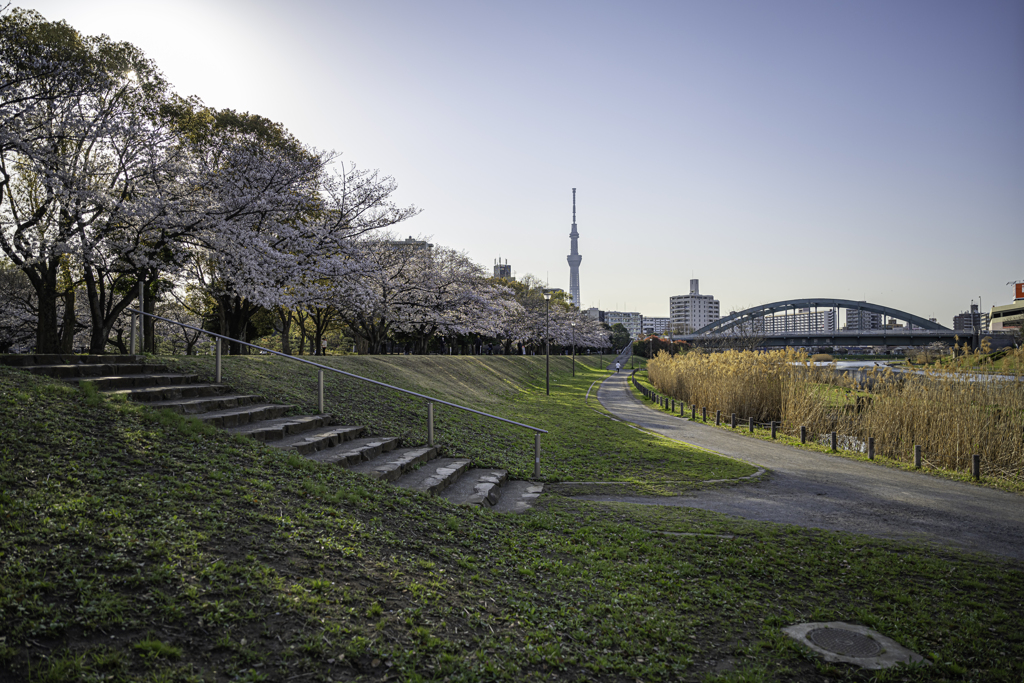 夕暮れ桜、スカイツリー