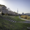 夕暮れ桜、スカイツリー