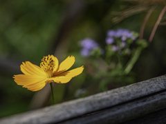 SIGMA 56mm F1.4 DC DN 53