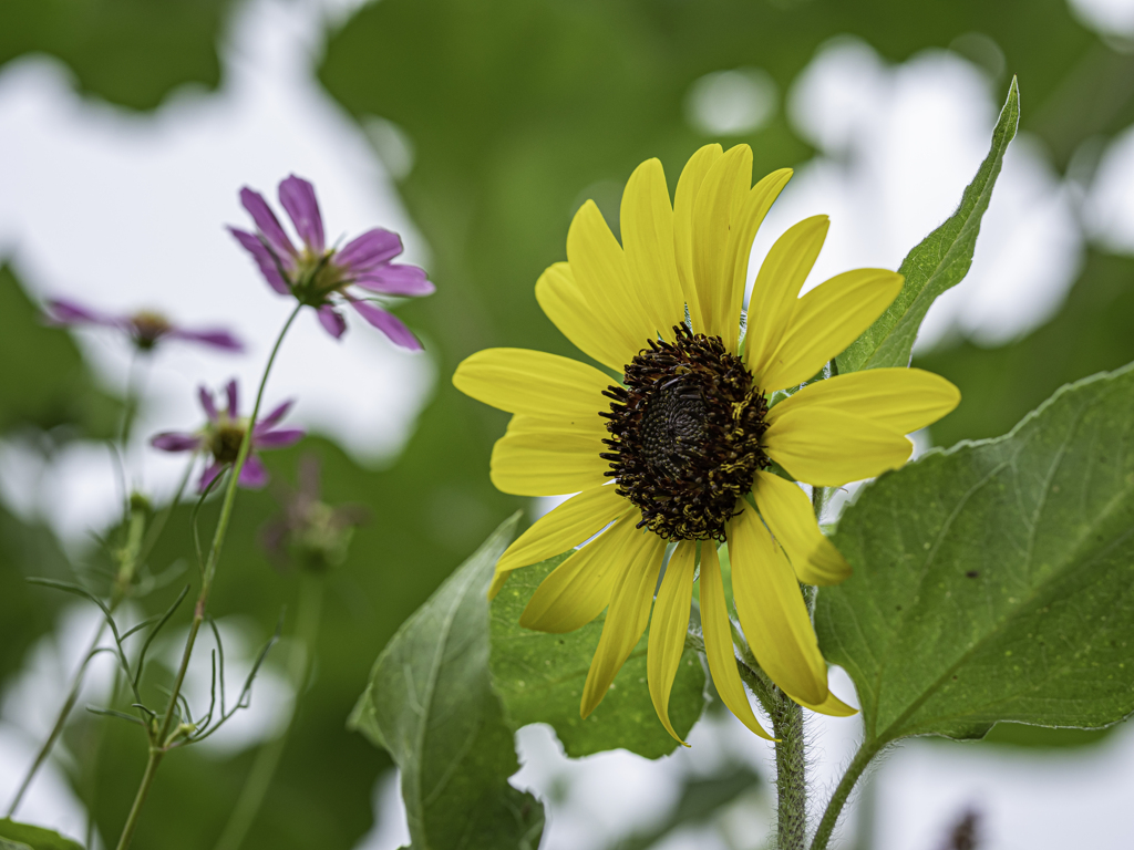 SIGMA 56mm F1.4 DC DN 43