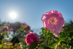 秋の薔薇　⑨