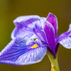 GH6 + LUMIX G VARIO 100-300 in 菖蒲③