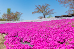 S5 MarkⅡ + 20-60mm With 東京ドイツ村⑨