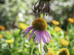 SIGMA 56mm F1.4 DC DN 31