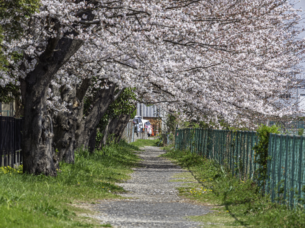 桜