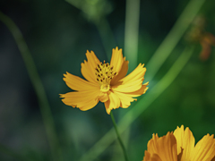 SIGMA 56mm F1.4 DC DN ⑧