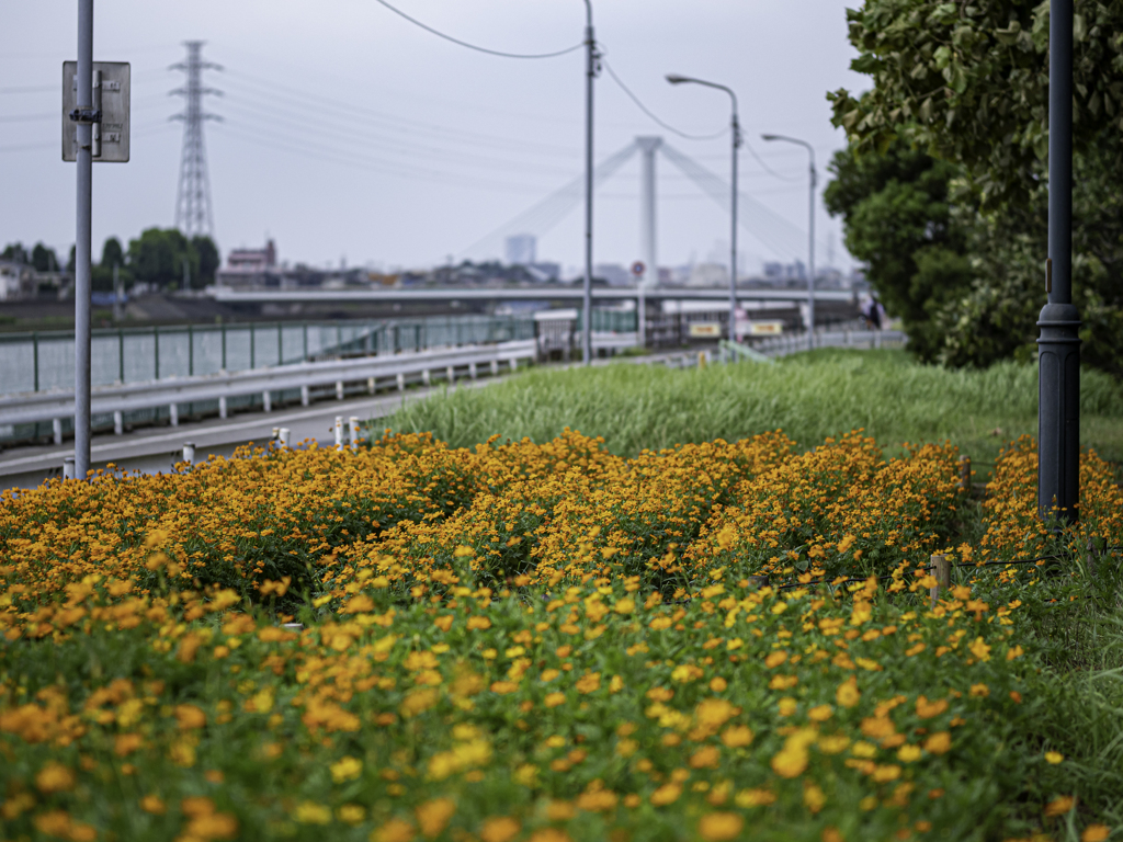 SIGMA 56mm F1.4 DC DN 23