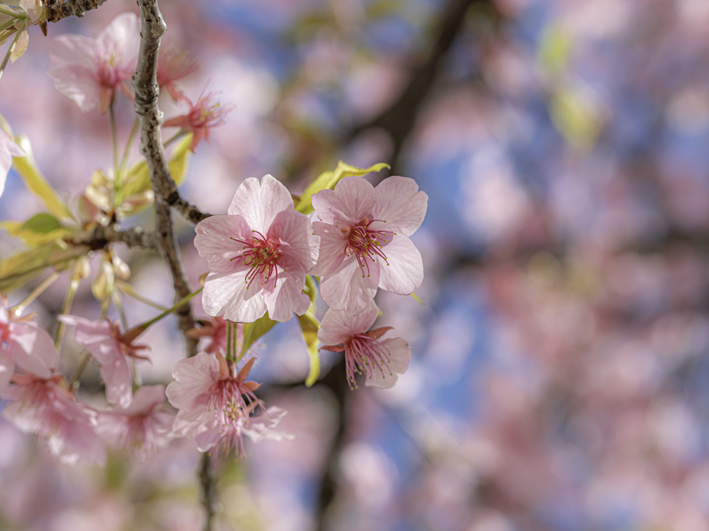 河津桜