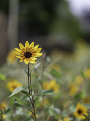 SIGMA 56mm F1.4 DC DN 45