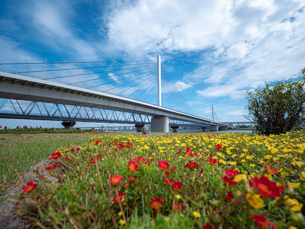 広角　花畑と陸橋