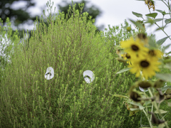 SIGMA 56mm F1.4 DC DN 42